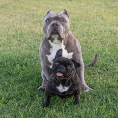 Gray pitbull and a bridle French Bulldog on the grass