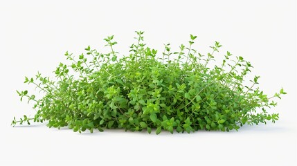 Fototapeta premium fresh oregano cutout on isolated transparent PNG Background