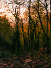 a beautifull day into forest