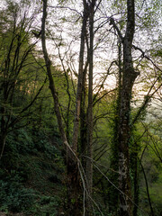 Obraz premium a beautifull day into forest