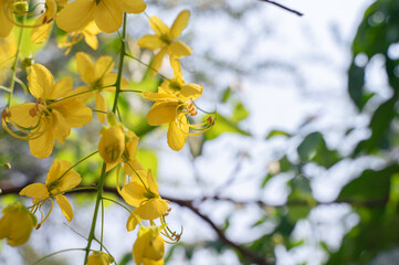 Golden shower tree flowers commonly known as Bahava flowers fully bloomed in summer season. Selective focus with copy space.