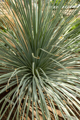 Closeup of a yucca plant, a terrestrial plant with long, sharp leaves