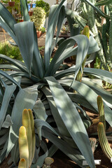 A flowering plant with many leaves is encircled by other terrestrial plants