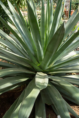 Close up photo of a terrestrial plant, Agave, with numerous symmetrical leaves