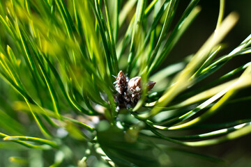 Close-up macro picture of pine cone growing 