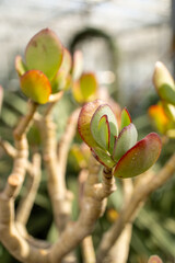 Closeup shot of a terrestrial plant with red and green leaves