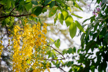 Golden shower tree with flowers and leaves. Fully bloomed flowers of Bahava. Selective focus.