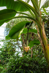 A banana tree, a terrestrial plant, with a yellow flower hanging from it