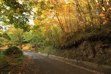 Obraz premium road in forest