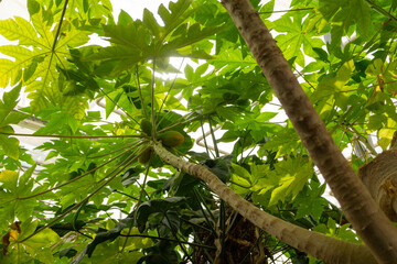 Observing a flourishing papaya tree with abundant leaves
