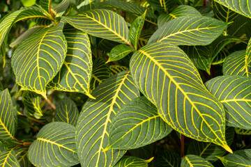 Closeup of a terrestrial plant with green and yellow leaves