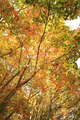 autumn leaves in the forest