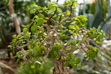 Close up of a bonsai tree with lush green leaves, a terrestrial plant in soil