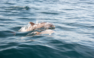Mama And Baby Bottlenose Dolphins