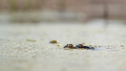 Two frogs mating in a lake