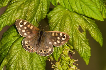 Pararge aegeria aka Speckled Wood butterfly is sitting on the maple tree leaf in sunny spring...
