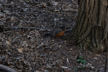 A sunny sunday in the Central Park, the most popular park in United States of America and a...