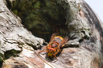 Vespa crabro aka European hornet guards the entrance to the nest in old dry tree.