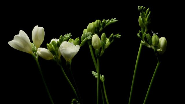 Time-lapse video of white freesia flowers blooming