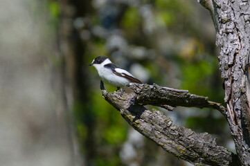 Ficedula albicollis male aka Collared Flycatcher perched on the cherry tree branch in his habitat. 