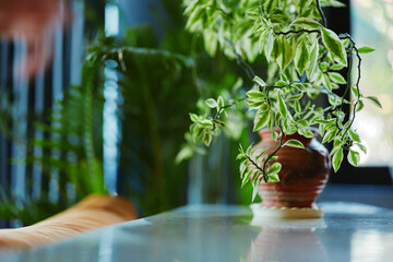 Indoor greenery person standing by potted plant on table in front of window