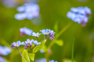 Spring flowers on a sunny day