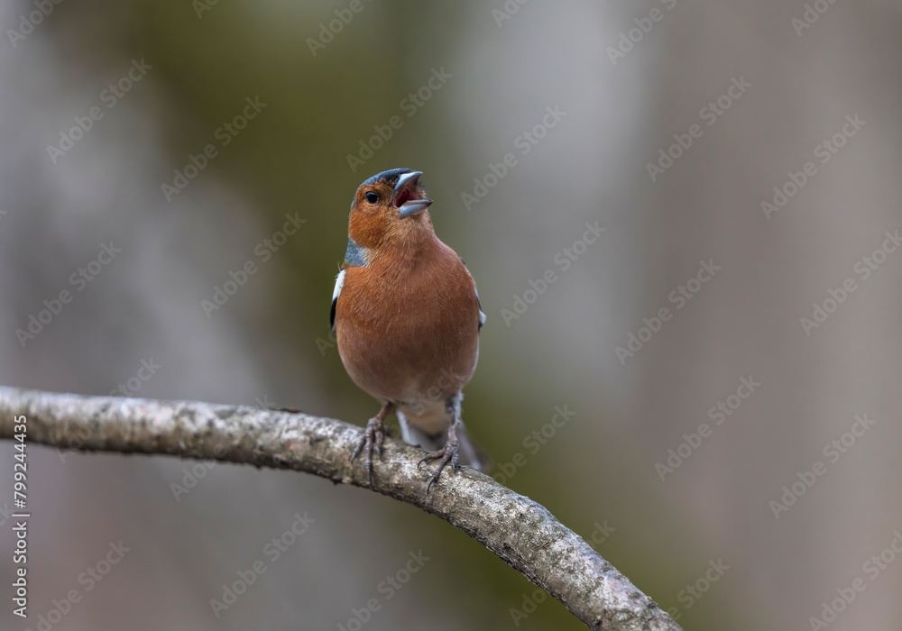 Wall mural  beautiful bright bird, a male finch sits on a tree branch in a spring sunny garden and sings loudly