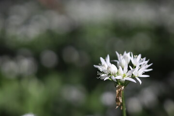 white flower close up 