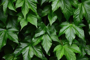 Wild Virginia Creeper Leaves on Green Background. Parthenocissus Tricuspidata Plant on Tree Branch