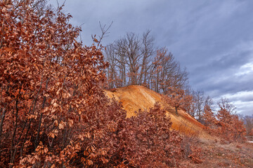 Βeech trees and birches with intense colors during winter, a usual sight in the region of the...