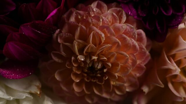 Dahlia flower macro water droplet shot; Shallow depth of field. Colorful chrysanthemum dalia flower macro shot. Summer and spring multi-color floral background