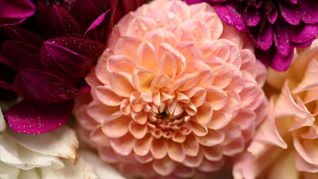 Dahlia flower macro water droplet shot; Shallow depth of field. Colorful chrysanthemum dalia flower macro shot. Summer and spring multi-color floral background