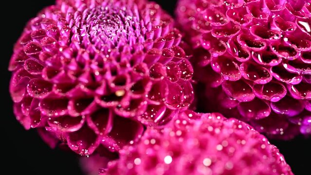 Dahlia flower macro water droplet shot; Shallow depth of field. Colorful chrysanthemum dalia flower macro shot. Summer and spring multi-color floral background