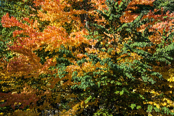 Yellow and green leaves growing on a tree in the park in autumn daylight