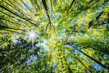 a view up into the trees direction sky - sustainability picture - stock photo - sunstar