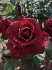 red rose with dew drops on it after rain