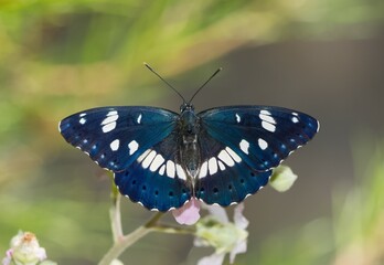 flowers and butterfly in natural life