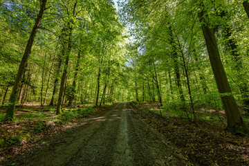 Sunshine filters through trees on woodland path, creating dappled shade - sustainability picture - stock photo - sunstar