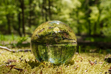 A glass ball rests on the forest floor among trees and plants
