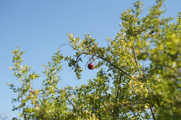 A juicy red pomegranate hangs on a tree against a bright blue sky