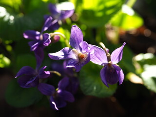 Wood violet flowers in sunshine