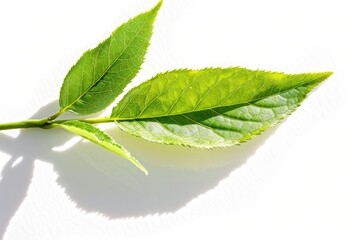 Obraz premium Green Sencha Tea Leaf. Isolated on White Background with a Shadow. Rich in Antioxidants.