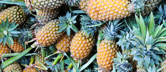 Ripe pineapples fruits. Bright background. Wide photo.