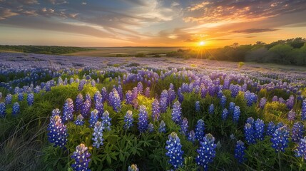 Fototapeta premium Beautiful Bluebonnet Field at Muleshoe Bend: Colorful Flowers and Gold Sunset in Area