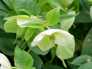 Helleborus orientalis hybrid, lenten rose in garden. Close up. 