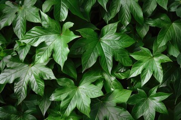 Creeper Leaves in Greenery - A Wild Plant that Inspires Hope in Spring and Summer on Tree