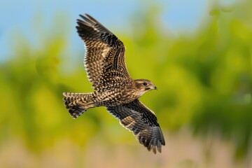 Fototapeta premium Nighthawk in Flight over Galveston Island Wetland: A Stunning Wildlife Encounter