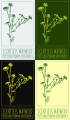 Set of vector drawing SCENTLESS MAYWEED in various colors. Hand drawn illustration. The Latin name is TRIPLEUROSPERMUM INODORUM L.

