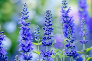 Blue Salvia (Salvia Farinacea Benth) Perennial Flowers in Garden with Vibrant Colourful Background