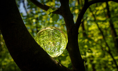 Springtime forest with sun shining through crystal lensball leaves and branches. Nature, forestry,...